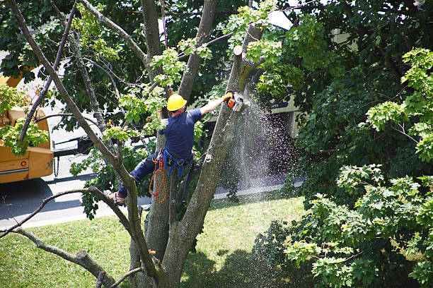 Tree and Shrub Care in Nicholasville, KY