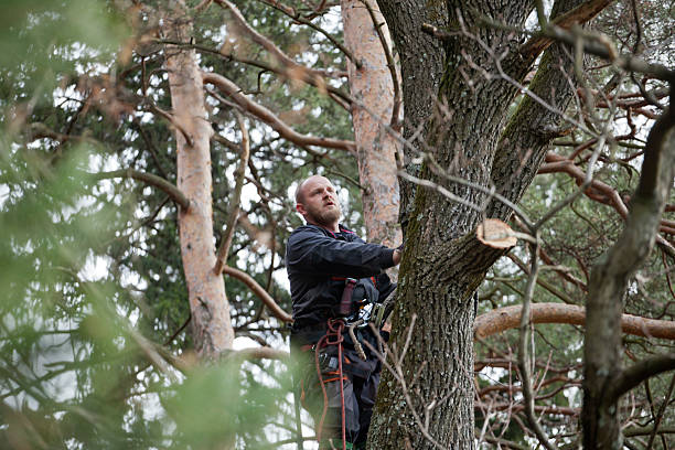 Best Commercial Tree Services  in Nicholasville, KY