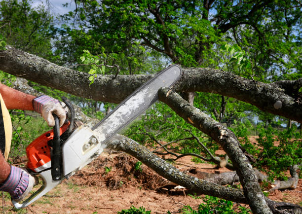 Reliable Nicholasville, KY Tree Services Solutions